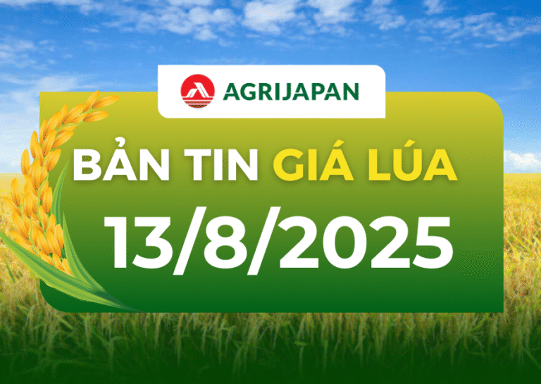 Giá lúa hôm nay 13/8: Nguồn cung giảm, thương lái lựa đồng đẹp mới mua vào