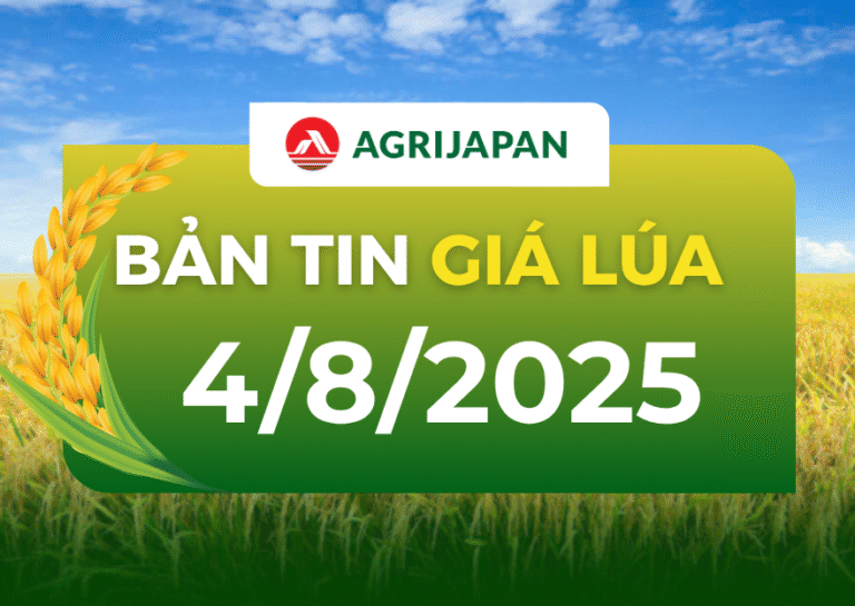 Giá lúa hôm nay 4/8: Giá lúa ổn định, giao dịch tăng nhẹ đầu tuần