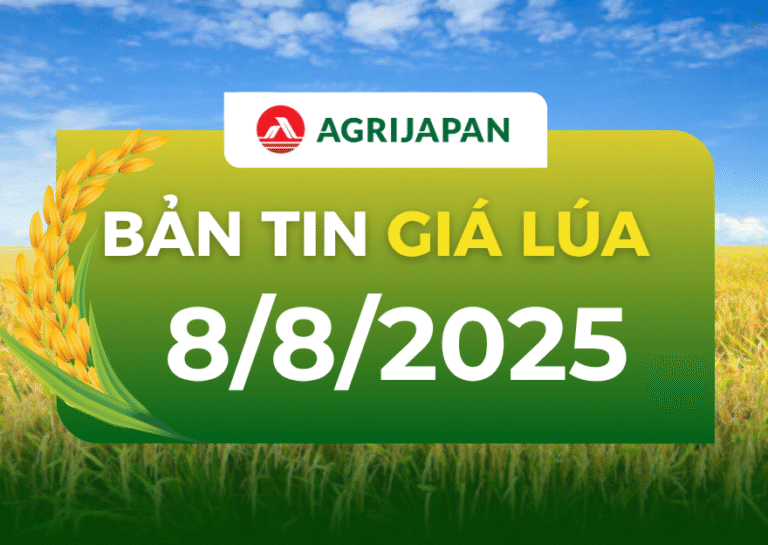 Giá lúa hôm nay 8/8: Nguồn cung khan hiếm nhưng giá chưa tăng-nông dân dè dặt bán ra